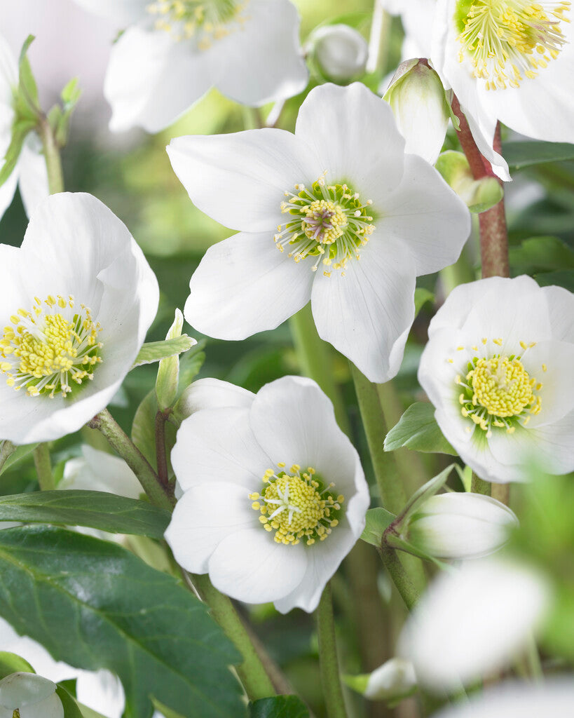 Julerose-Heleborus Niger 1-pakning